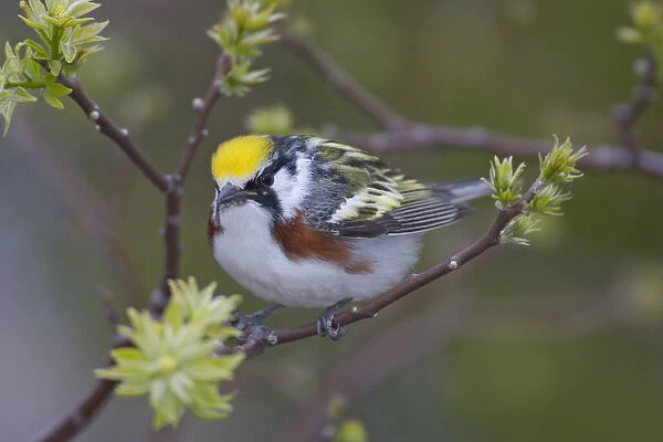 Canada, Ontario, Pt. Pelee National Park. Close-up of male chestnut-sided warbler on tree limb