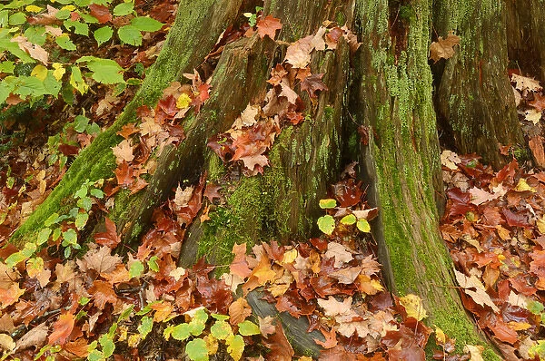 Canada, Ontario, Ragged Falls Provincial Park. Moss-covered tree trunk and fallen maple leaves