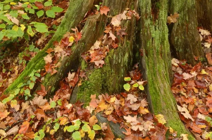 Framed Print : Canada, Ontario, Ragged Falls Provincial Park. Moss-covered tree trunk and fallen maple leaves Framed Print : Canada, Ontario, Ragged Falls Provincial Park. Moss-covered tree trunk and fallen maple leaves