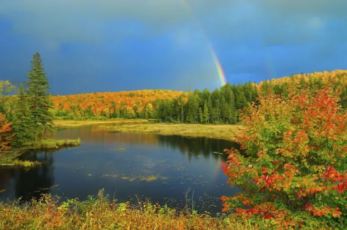 Framed Print : Canada, Ontario. Rainbow over wetland in autumn Framed Print : Canada, Ontario. Rainbow over wetland in autumn