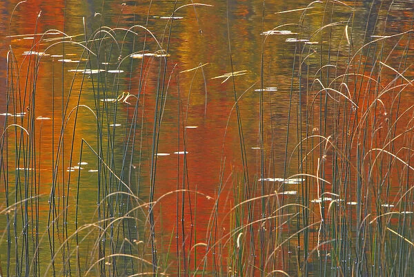 Canada, Ontario. Reeds on Bunny Lake. Credit as: Mike Grandmaison  /  Jaynes Gallery  / 