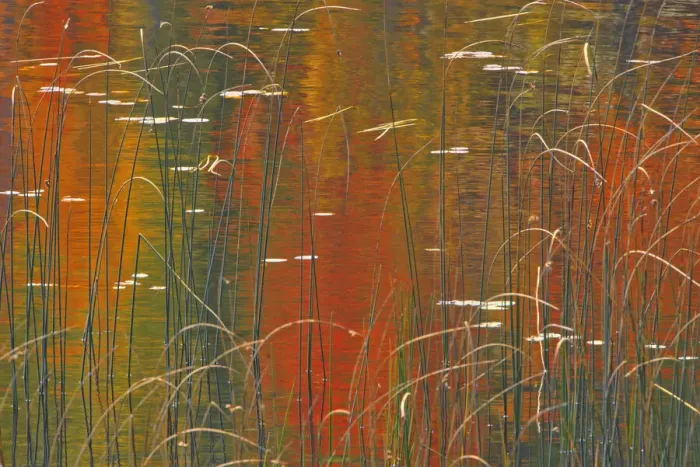 Framed Print : Canada, Ontario. Reeds on Bunny Lake. Credit as: Mike Grandmaison  /  Jaynes Gallery  / 
