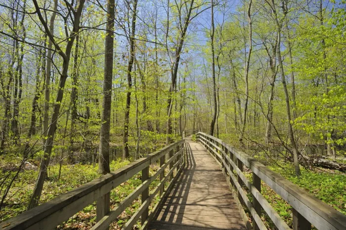 Framed Print : Canada, Ontario, Rondeau Provincial Park. Boardwalk through forest marsh. Credit as Framed Print : Canada, Ontario, Rondeau Provincial Park. Boardwalk through forest marsh. Credit as