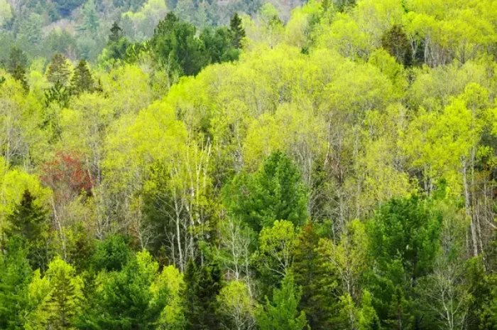 Framed Print : Canada, Ontario, Rosseau. Mixed-wood forest in spring foliage