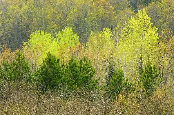 Canada, Ontario, Rosseau. Scots pine and deciduous trees in spring foliage. Credit as