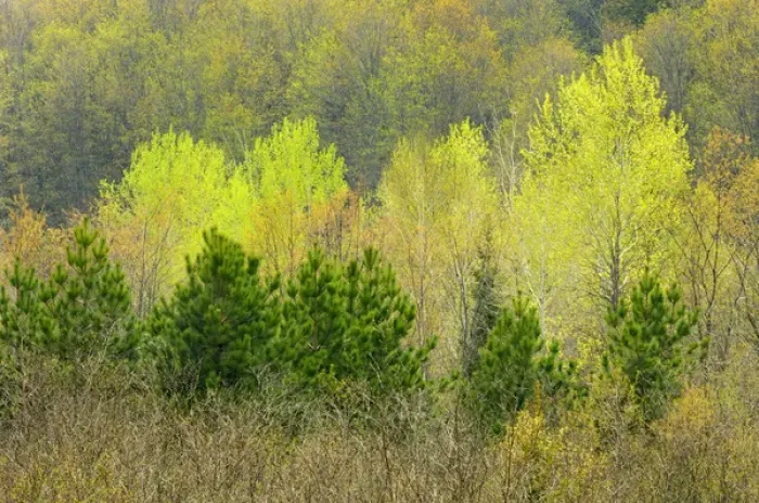 Framed Print : Canada, Ontario, Rosseau. Scots pine and deciduous trees in spring foliage. Credit as