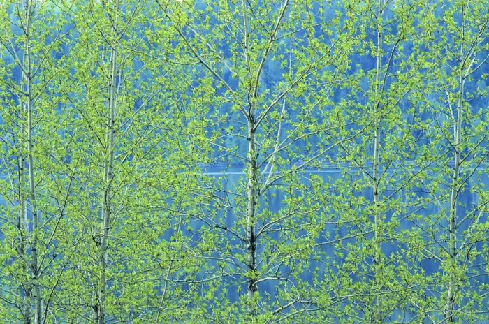 Framed Print : Canada, Ontario, Simon Lake Park Conservation Area. Trembling aspen foliage in spring Framed Print : Canada, Ontario, Simon Lake Park Conservation Area. Trembling aspen foliage in spring