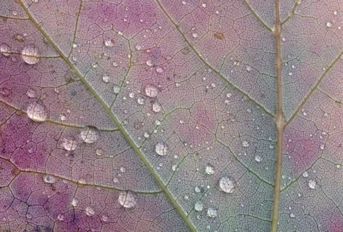 Framed Print : Canada, Ontario, Sioux Narrows. Red maple leaf and rain drops in autumn. Credit as Framed Print : Canada, Ontario, Sioux Narrows. Red maple leaf and rain drops in autumn. Credit as