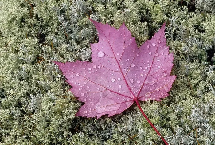 Framed Print : Canada, Ontario, Sioux Narrows. Red maple leaf on moss in autumn Framed Print : Canada, Ontario, Sioux Narrows. Red maple leaf on moss in autumn