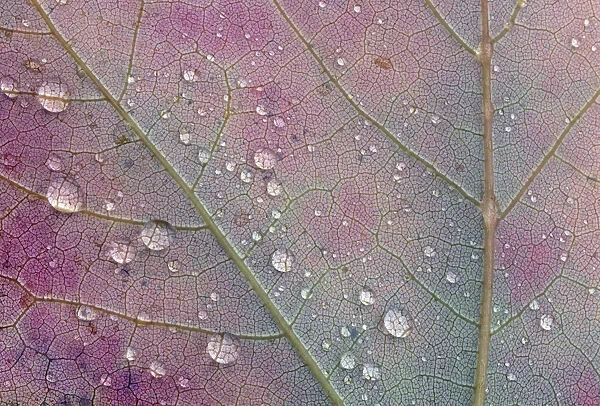 Canada, Ontario, Sioux Narrows. Red maple leaf and rain drops in autumn. Credit as