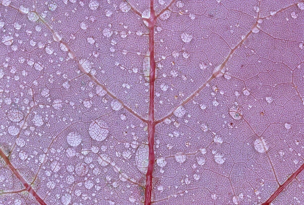 Canada, Ontario, Sioux Narrows. Red maple leaf and rain drops in autumn. Credit as