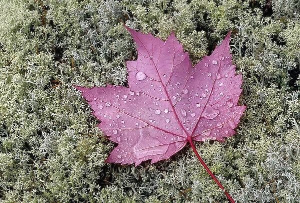 Canada, Ontario, Sioux Narrows. Red maple leaf on moss in autumn