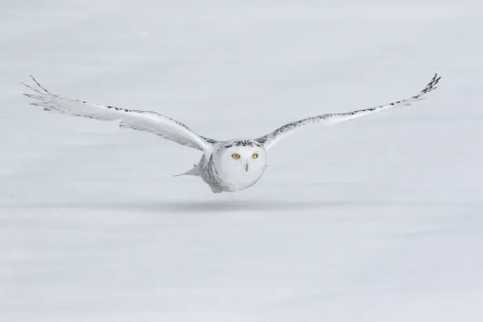 Framed Print : Canada, Ontario. Snowy owl flies low to ground