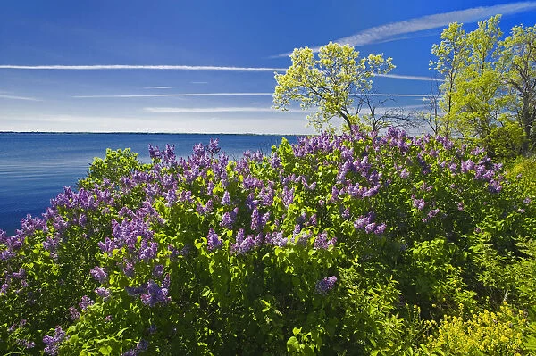 Canada, Ontario, Thousand Islands. Lilacs along St