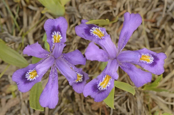 Canada, Ontario, Tobermory. Dwarf lake iris flower close-up