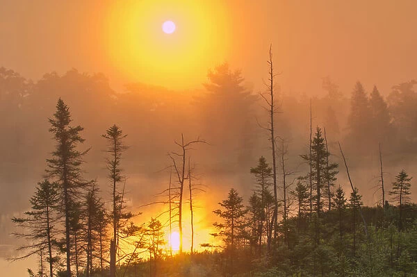 Canada, Ontario, Torrance Barrens Dark-Sky Preserve. Foggy sunrise on forest