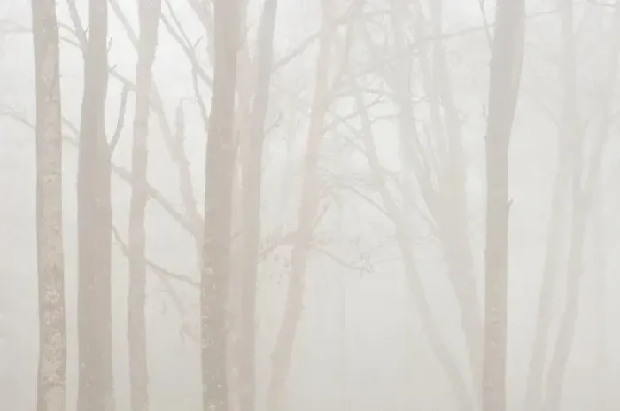 Framed Print : Canada, Ontario. Trees in fog next to Lake Superior Framed Print : Canada, Ontario. Trees in fog next to Lake Superior