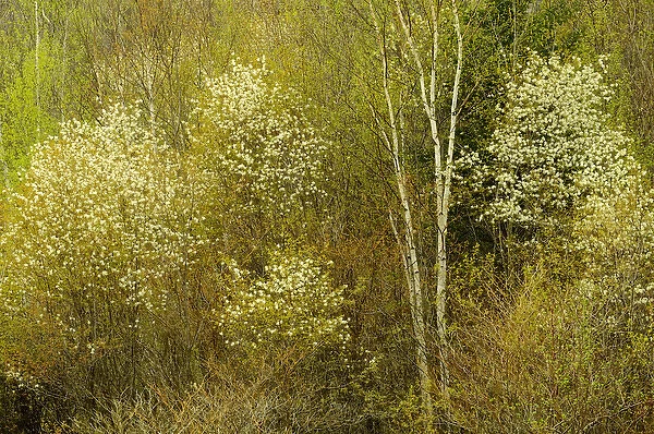Canada, Ontario, Utterson. Serviceberry or saskatoon shrub in spring foliage. Credit as