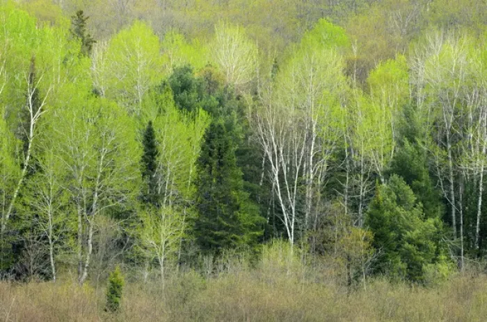 Framed Print : Canada, Ontario, Utterson. Trees at edge of forest in spring Framed Print : Canada, Ontario, Utterson. Trees at edge of forest in spring