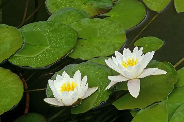 Canada, Ontario, Whitefish. American white water lily flower and pads