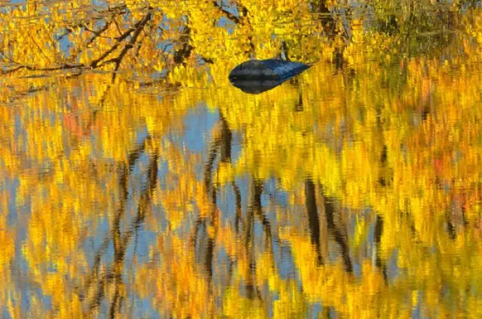 Framed Print : Canada, Ontario, Whitefish. Autumn color reflected in Vermilion River. Credit as