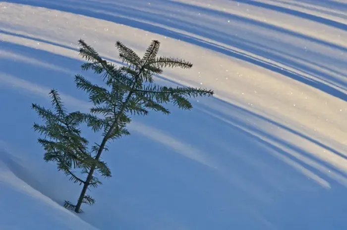Framed Print : Canada, Ontario, Whitefish Falls. Balsam fir sapling in snow Framed Print : Canada, Ontario, Whitefish Falls. Balsam fir sapling in snow