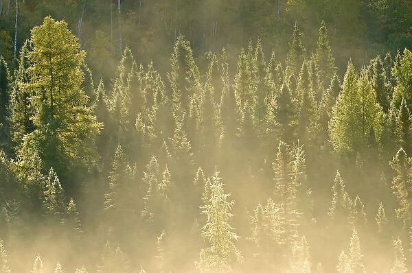 Canada, Ontario, Worthington. Conifers in morning fog