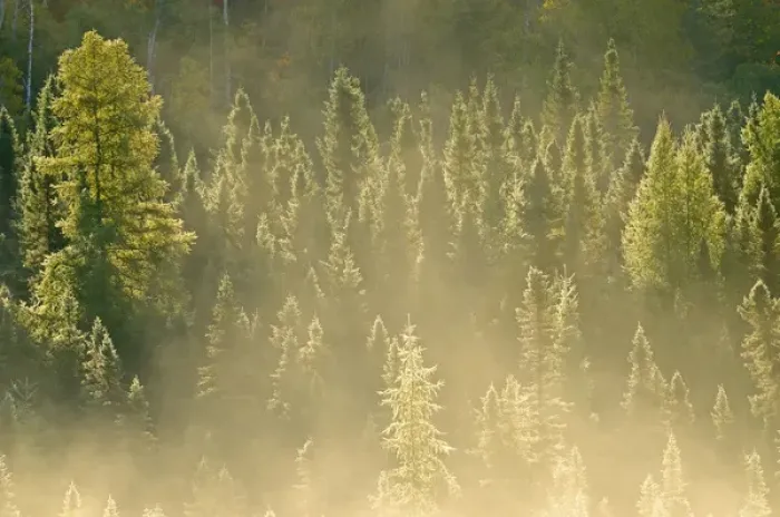 Framed Print : Canada, Ontario, Worthington. Conifers in morning fog Framed Print : Canada, Ontario, Worthington. Conifers in morning fog