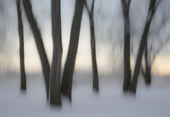 Framed Print : Canada, Ottawa, Ottawa River. Abstract of tree trunks in snow Framed Print : Canada, Ottawa, Ottawa River. Abstract of tree trunks in snow