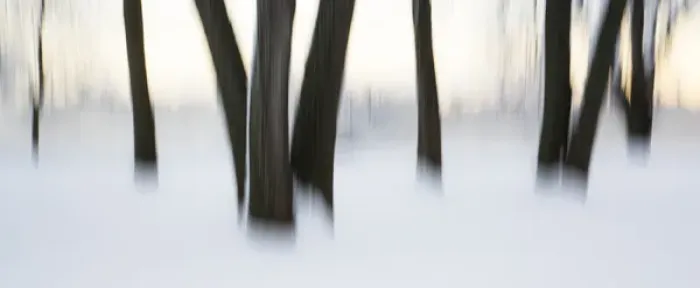 Framed Print : Canada, Ottawa, Ottawa River. Abstract of tree trunks in snow
