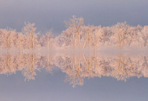 Canada, Ottawa, Ottawa River. Frosted trees mirrored on Shirleys Bay. Credit as