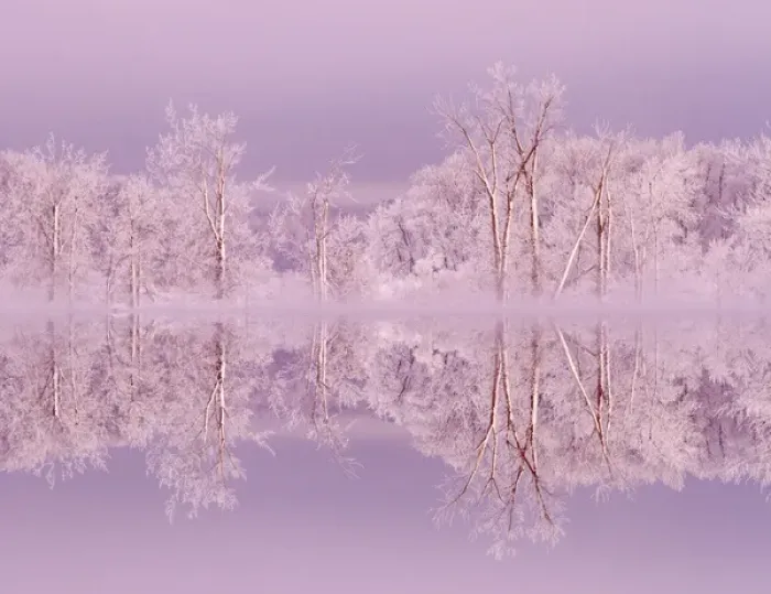 Framed Print : Canada, Ottawa, Ottawa River. Frosted trees mirrored on Shirleys Bay. Credit as Framed Print : Canada, Ottawa, Ottawa River. Frosted trees mirrored on Shirleys Bay. Credit as