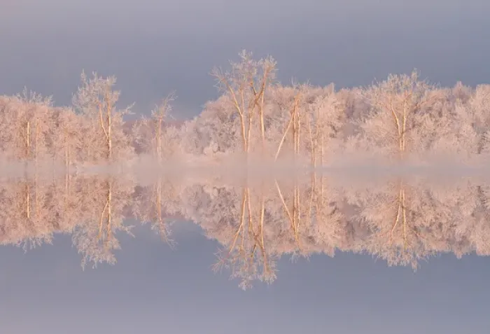 Framed Print : Canada, Ottawa, Ottawa River. Frosted trees mirrored on Shirleys Bay. Credit as Framed Print : Canada, Ottawa, Ottawa River. Frosted trees mirrored on Shirleys Bay. Credit as