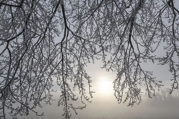 Canada, Ottawa, Ottawa River. Frosty branches and fog-shrouded sun