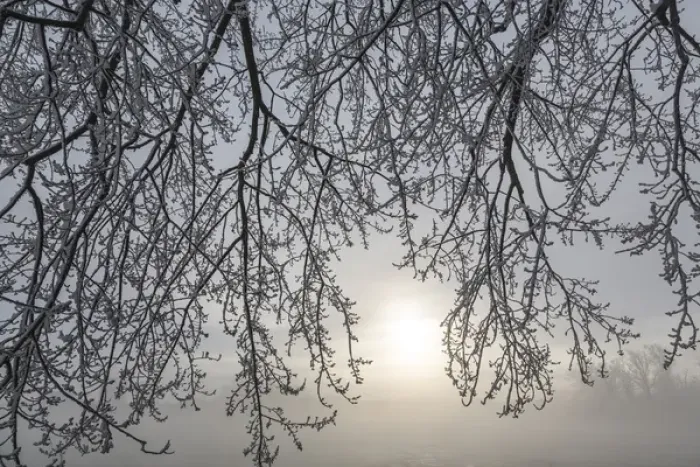 Framed Print : Canada, Ottawa, Ottawa River. Frosty branches and fog-shrouded sun