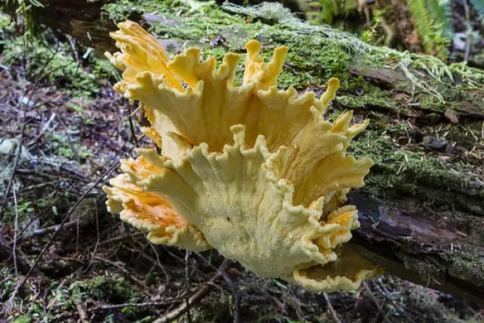 Framed Print : Canada, Pacific Rim National Park Reserve; West Coast Trail, Chicken of the Woods mushroom