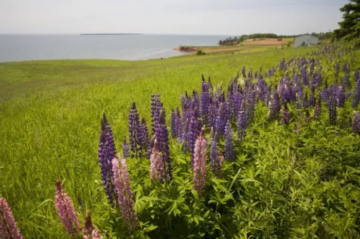 Framed Print : Canada, Prince Edward Island Framed Print : Canada, Prince Edward Island