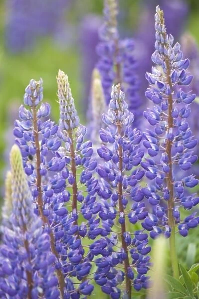 Canada, Prince Edward Island, Lupine flowers
