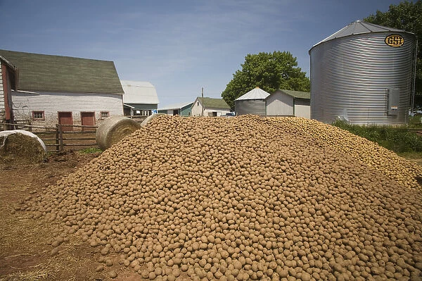 Canada, Prince Edward Island, Nine-Mile-Creek. Potato harvest