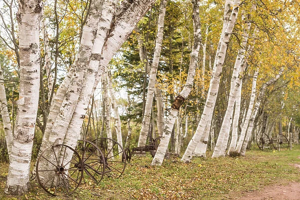 Canada, Prince Edward Island, Orwell. Wagon wheel and birch trees
