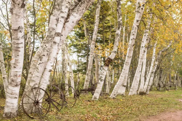 Framed Print : Canada, Prince Edward Island, Orwell. Wagon wheel and birch trees Framed Print : Canada, Prince Edward Island, Orwell. Wagon wheel and birch trees