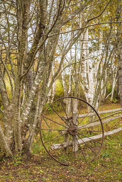 Canada, Prince Edward Island, Orwell. Wagon wheel and birch trees