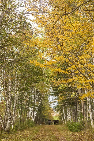 Canada, Prince Edward Island, Orwell in autumn. Farm path with birch trees and horses