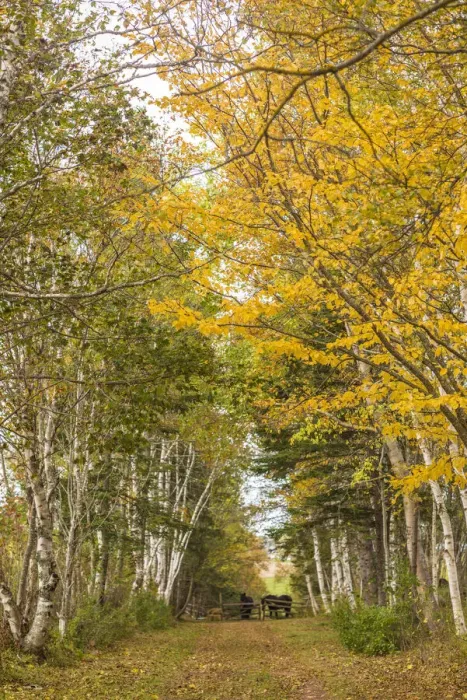 Framed Print : Canada, Prince Edward Island, Orwell in autumn. Farm path with birch trees and horses Framed Print : Canada, Prince Edward Island, Orwell in autumn. Farm path with birch trees and horses