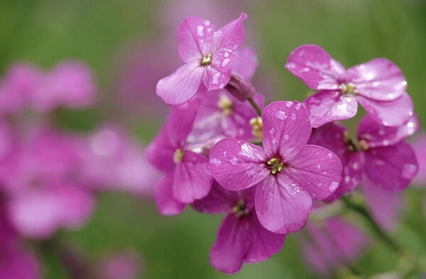 Canada, Prince Edward Island. Phlox flowers in rain