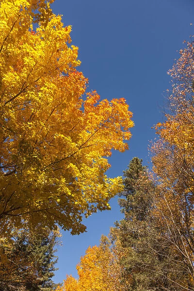 Canada, Prince Edward Island, Tyne Valley autumn foliage