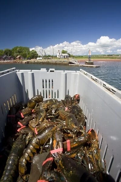 Canada, Prince Edward Island, Victoria. Lobster catch from fishing boat