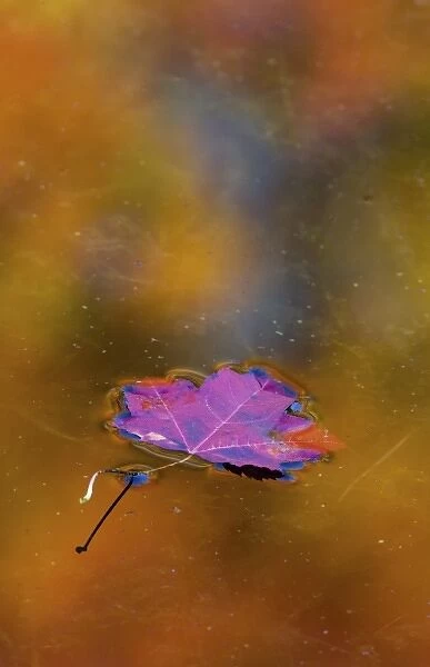 Canada, Quebec. Autumn leaf on pond reflecting autumn colors