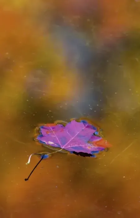 Framed Print : Canada, Quebec. Autumn leaf on pond reflecting autumn colors Framed Print : Canada, Quebec. Autumn leaf on pond reflecting autumn colors