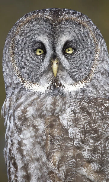 Canada, Quebec, Beauport. Great gray owl close-up